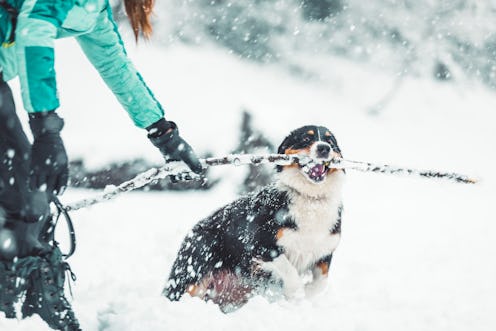 snow, winter, dog, pet 