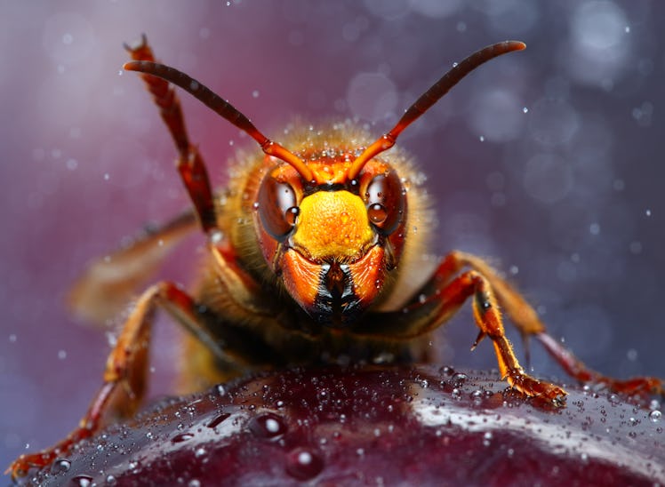 Macro of Hornet