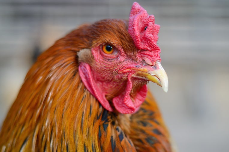 Rooster with red feathers and a large crest stared sternly at the camera. Poultry shot closeup.