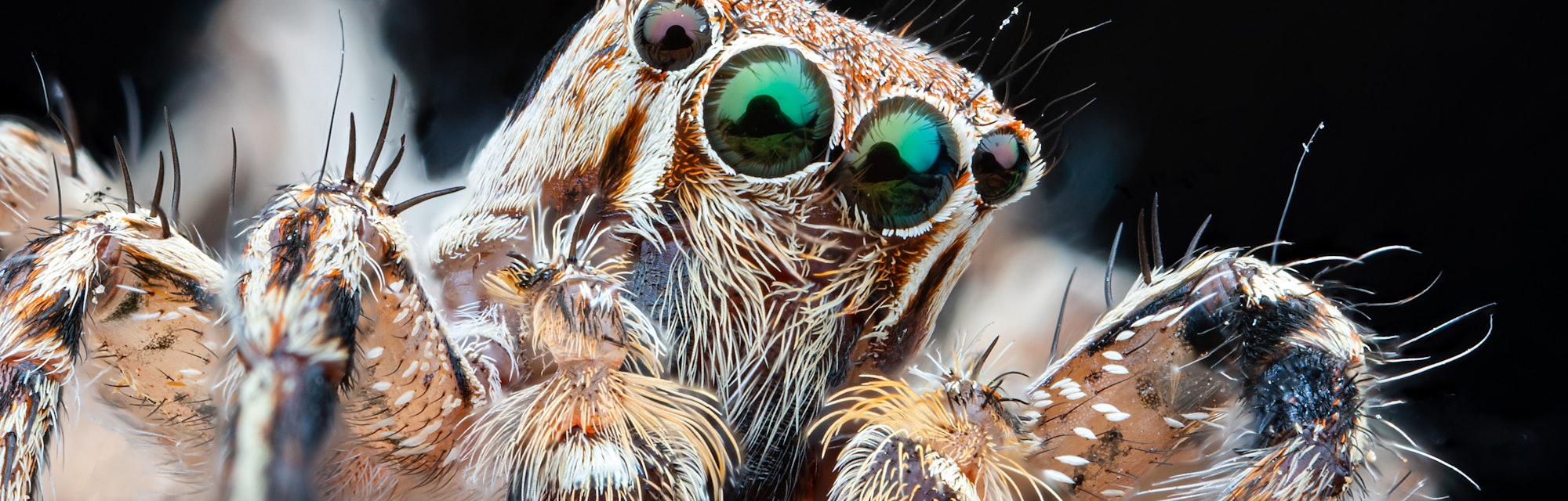 Macro photographs of arthropods like jumping spider ,grasshopper,hony bee,worm,insect,mosquito etc