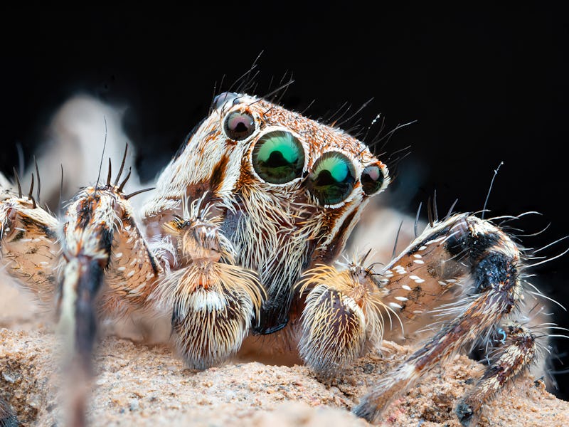 Macro photographs of arthropods like jumping spider ,grasshopper,hony bee,worm,insect,mosquito etc