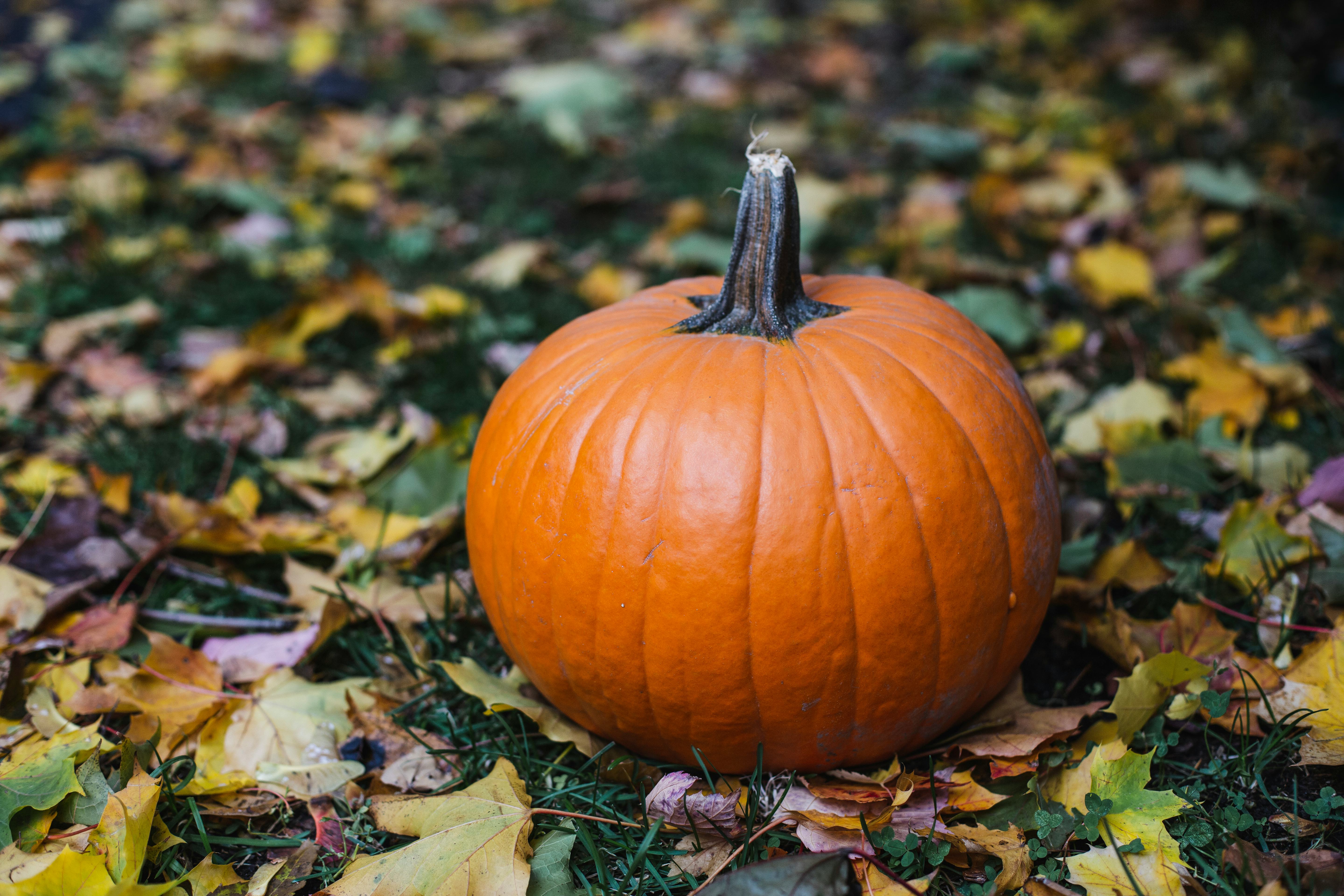 8 Ways To Dispose Of Pumpkins After Halloween