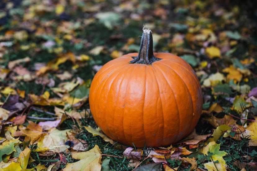 Here's how to dispose of pumpkins after Halloween. 