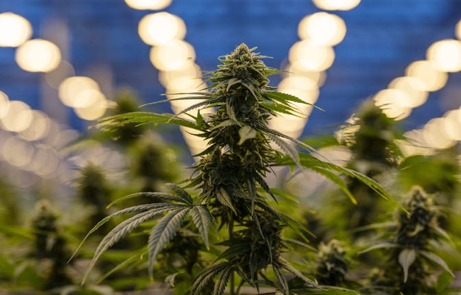 Cannabis plants grow in a greenhouse at a facility in Canada. Photographer: Chris Roussakis/Bloomber...