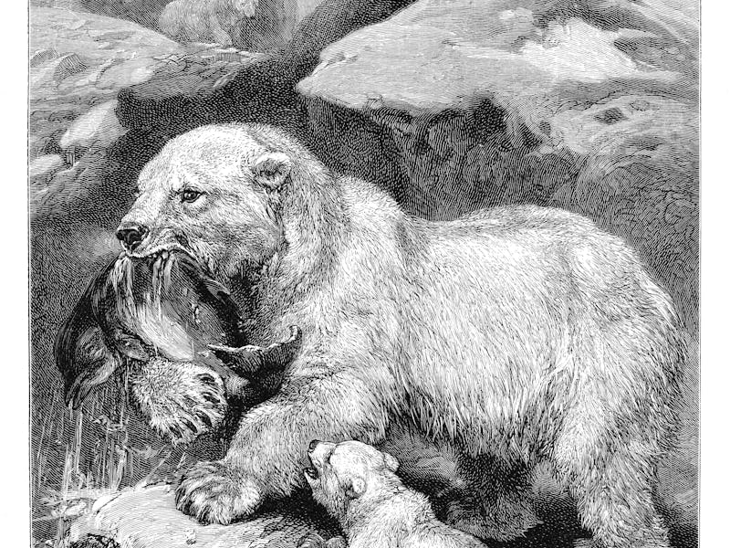 Antique Illustration, Copyright has expired on this artwork. From my own archives, digitally restore...