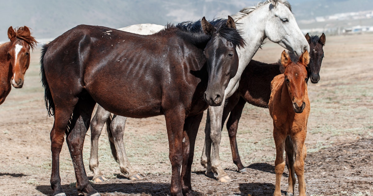 Where domestic horses come from<br>