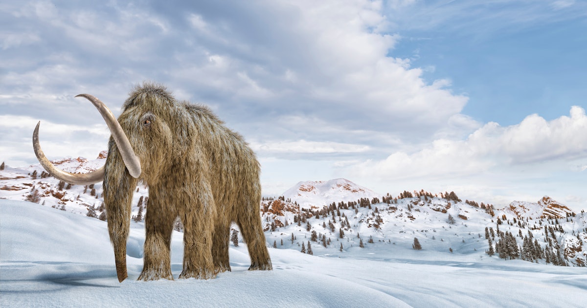 What killed the woolly mammoth<br>