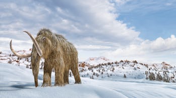 Woolly mammoth in a winter scene environment.