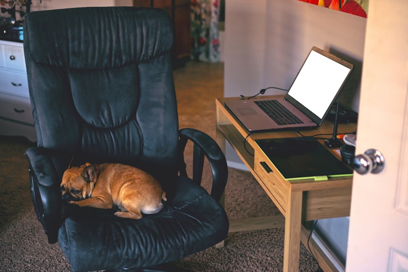 A whimsical interior shot of a French Bulldog puppy sitting at a desk in a home office
