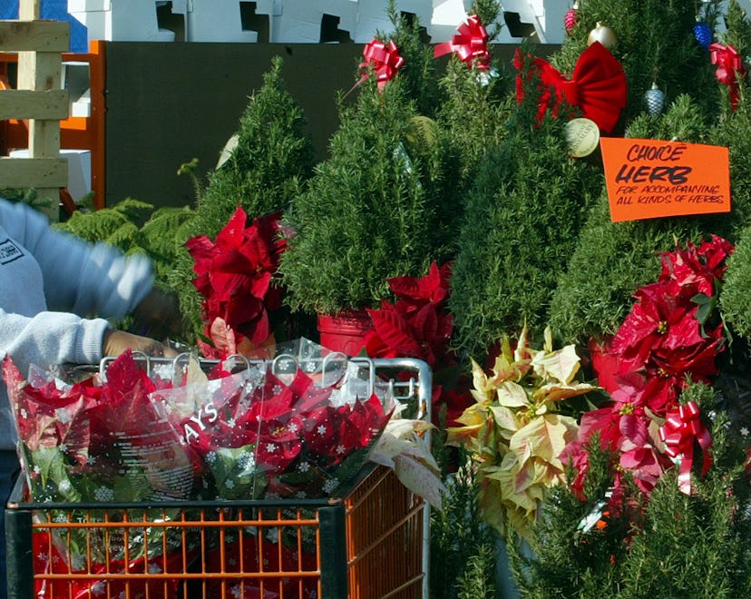 The rosemary bush has taken new life as a Christmas tree selling by the hundreds in the Los Angeles ...