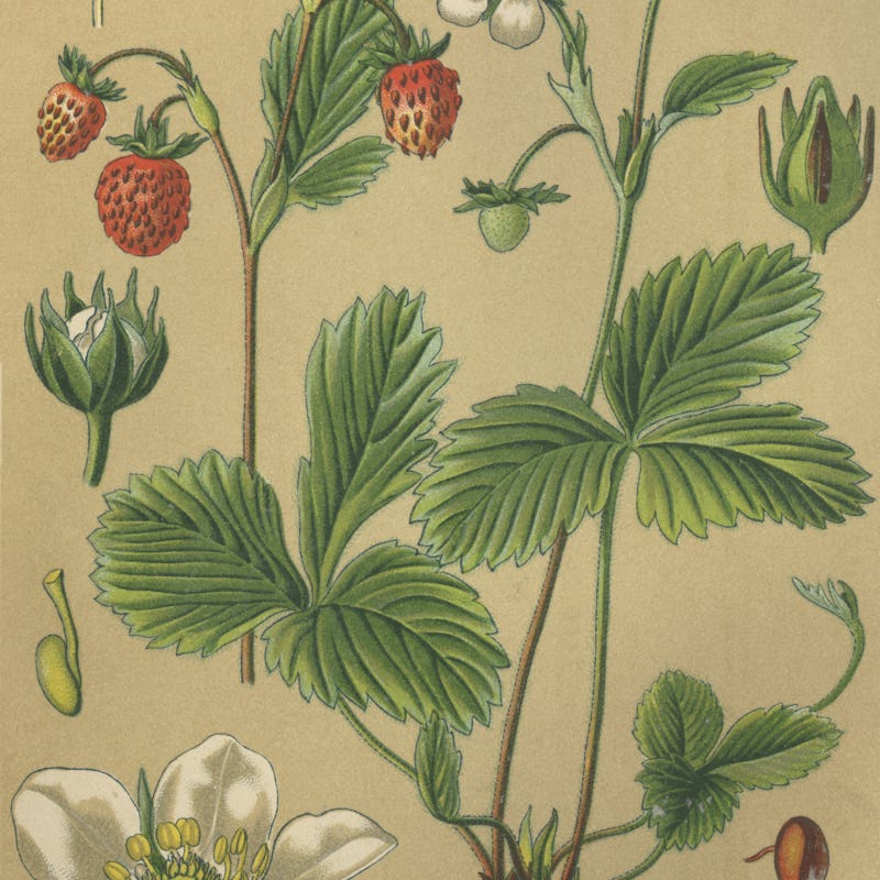 Medicinal plant wild strawberry, wood strawberry, fragaria vesca  /  Heilpflanze Walderdbeere, Erdbe...