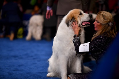 The National Dog Show airs on NBC.