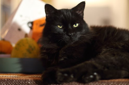 pumpkins, black cat and candles
