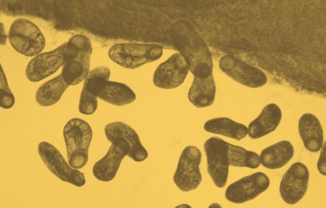 Liver fluke, light micrograph. This is a parasitic flatworm of cattle and other grazing animals.