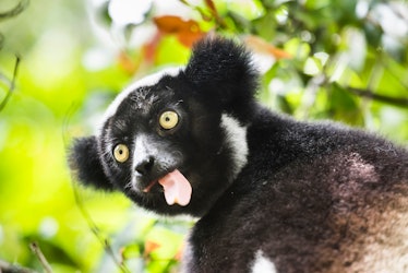 Indri aka Babakoto, Indri Indri, a large lemur in Perinet Reserve, Andasibe-Mantadia National Park, ...