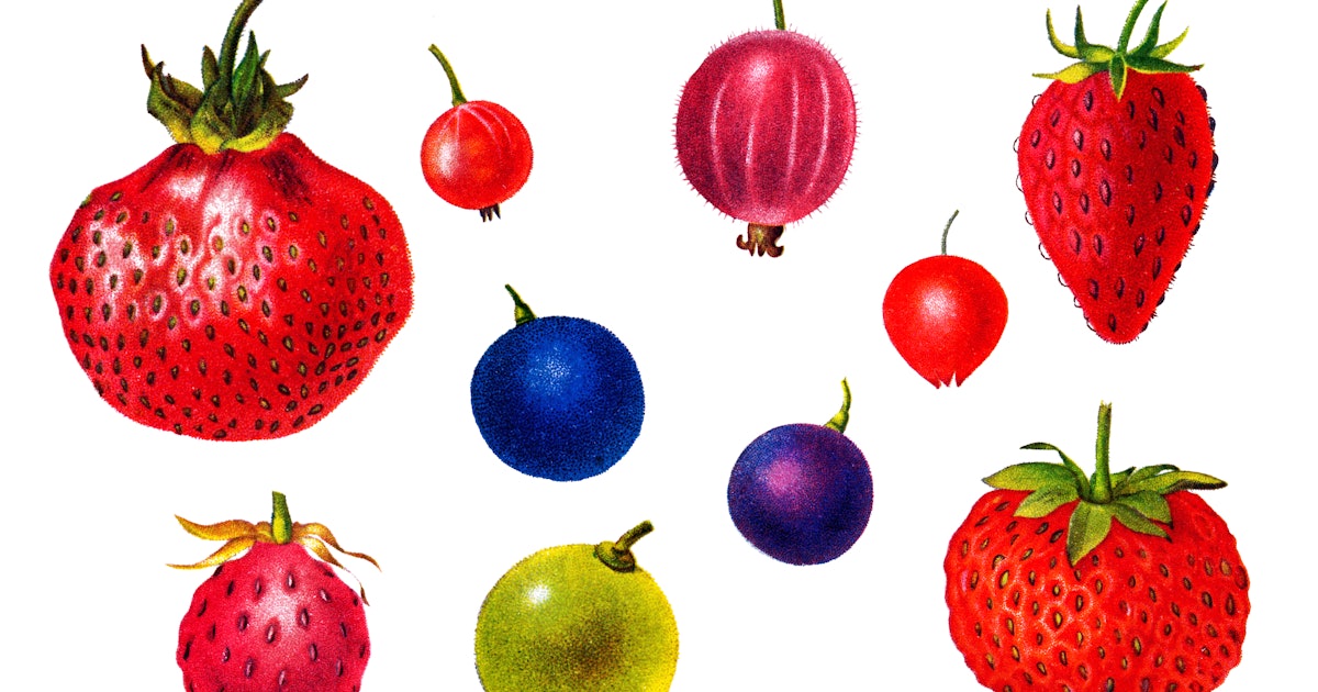 Look: Genetic analysis reveals the ancient origin of the strawberry<br>