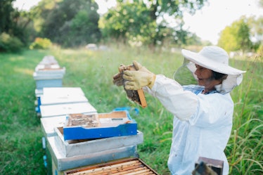 Senior female beekeeper of Caucasian ethnicity, wearing a bee suit, taking care of the beehives and ...