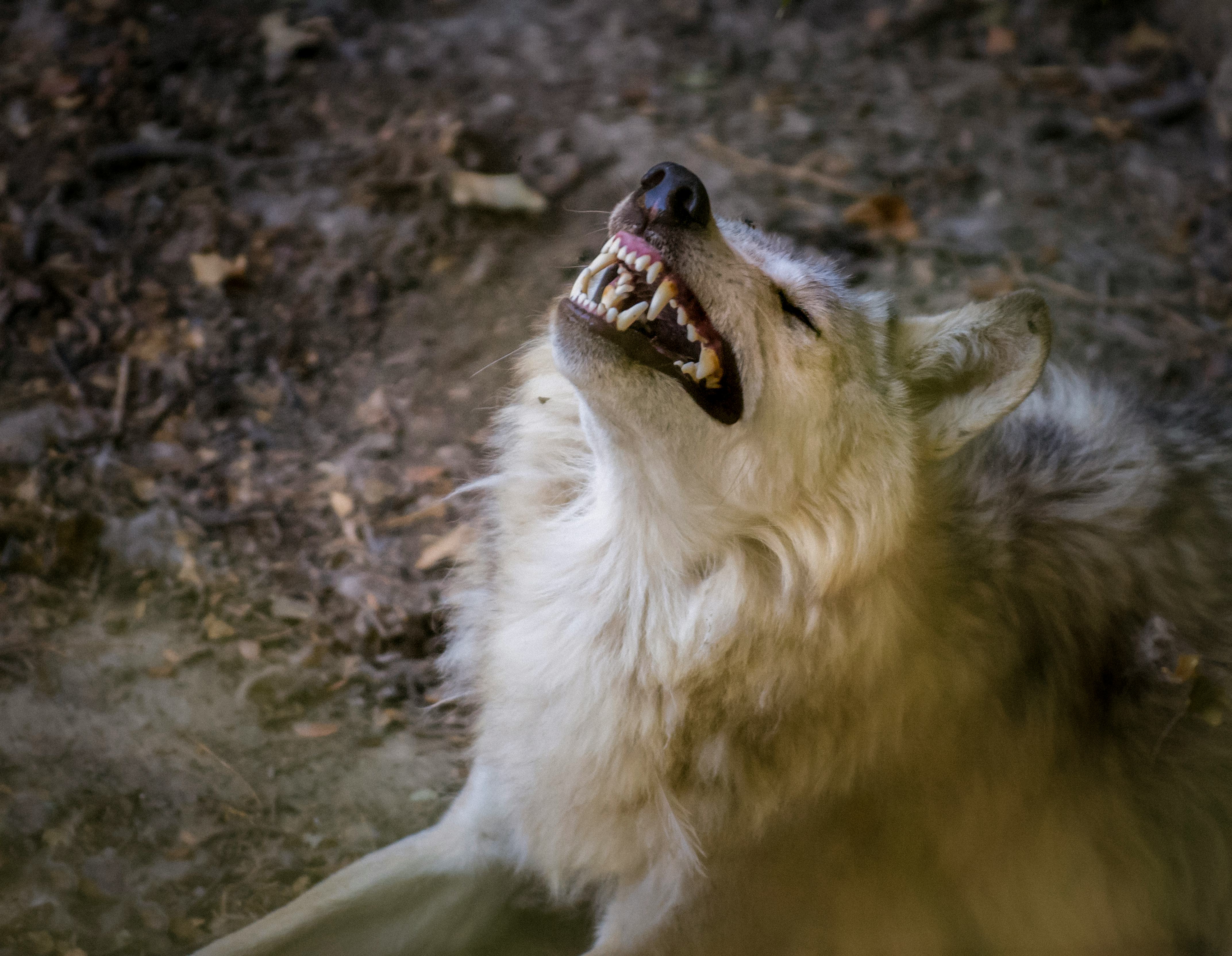 Canis lupus arctos. Wolf headshot with open mouth showing his fangs
