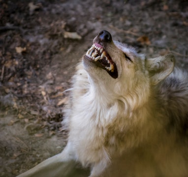 Canis lupus arctos. Wolf headshot with open mouth showing his fangs
