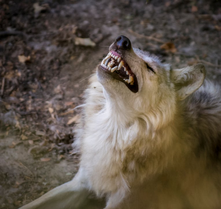 Canis lupus arctos. Wolf headshot with open mouth showing his fangs