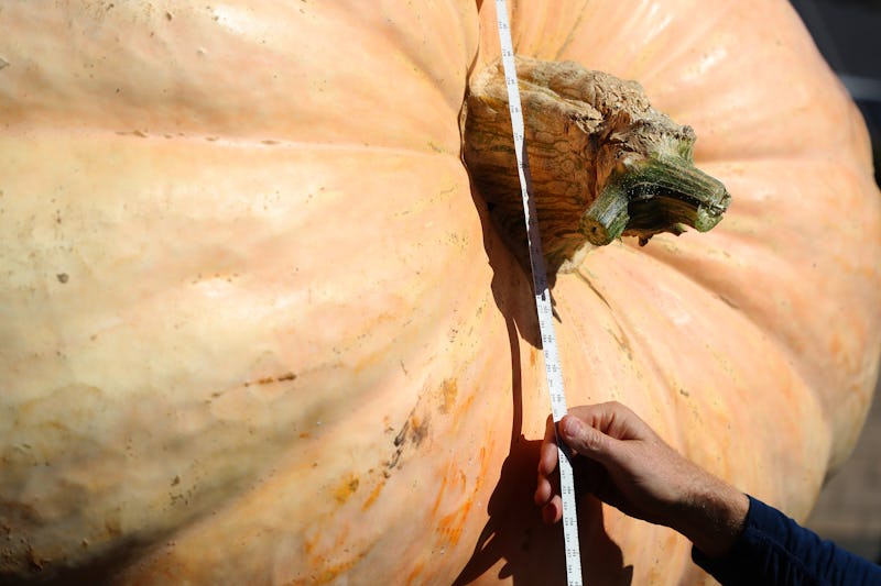 HALF MOON BAY, CA - OCTOBER 08: Officials measure the first place pumpkin grown by Steve Daletas of ...