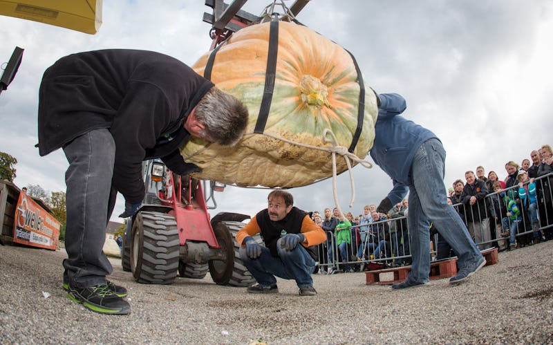 Assistants use a pulley to position a giant pumpkin on scales at the European Championship Pumpkin W...