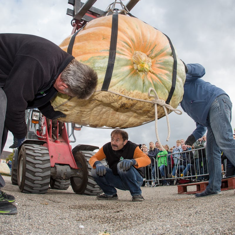 Assistants use a pulley to position a giant pumpkin on scales at the European Championship Pumpkin W...