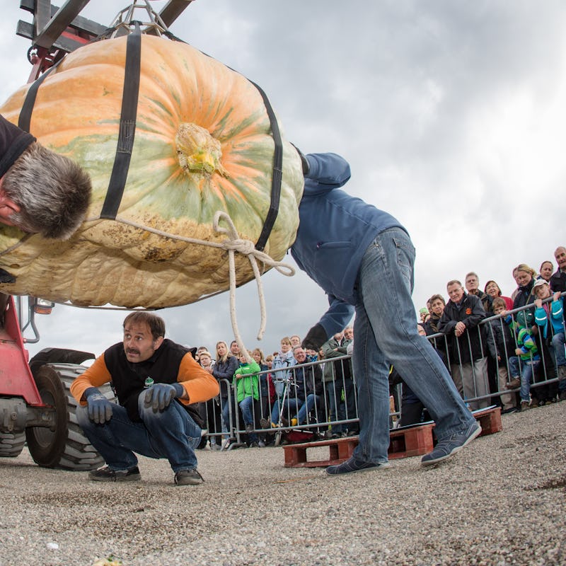 Assistants use a pulley to position a giant pumpkin on scales at the European Championship Pumpkin W...