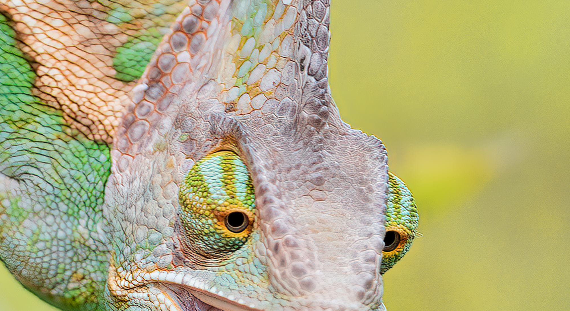 Look 7 Surprising Species That Are Masters Of Deception look-7-surprising-species-that-are-masters-of-deception