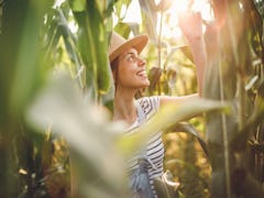 These corn maze captions and corn maze puns were made for Instagram.