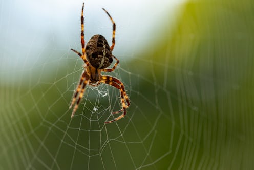 A black spider spins a web. Experts explain what dreams about spiders mean.