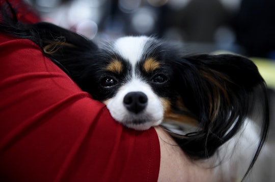 Rose, a 4-year-old papillon during the National Dog Show presented by Purina. Photo by Natalie Kolb ...