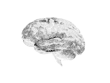 Brain sketch, illustration.