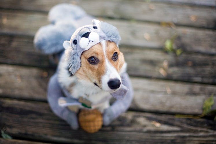 Whatever adorable Halloween dog costume you choose for your pup, these captions for dog costumes wil...