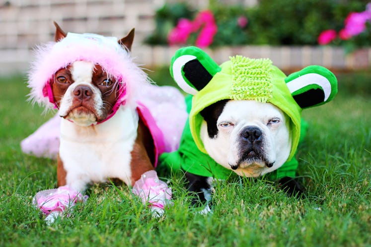 Use these captions for dog costumes when posting an Instagram of your pup's Halloween disguise.