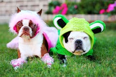 Use these captions for dog costumes when posting an Instagram of your pup's Halloween disguise.