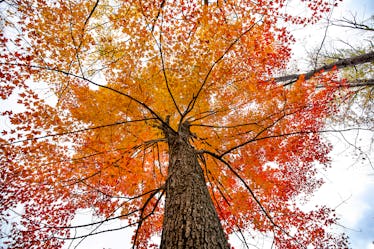 These fall Zoom backgrounds will make you feel so cozy.