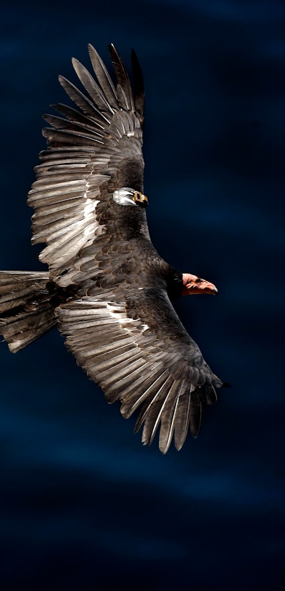 A California Condor soars along the Pacific Ocean shoreline in Big Sur, Calif. on Tuesday August 17,...