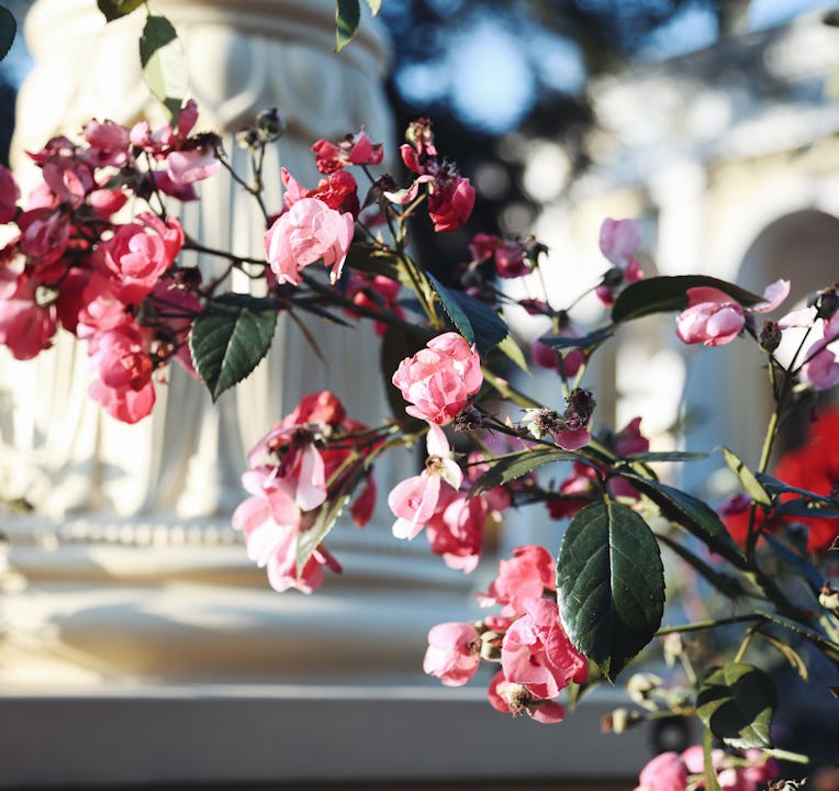 Vibrant Nature Background. Springtime Coming Concept. Blossom Pink Roses Against Blurred Garden Back...