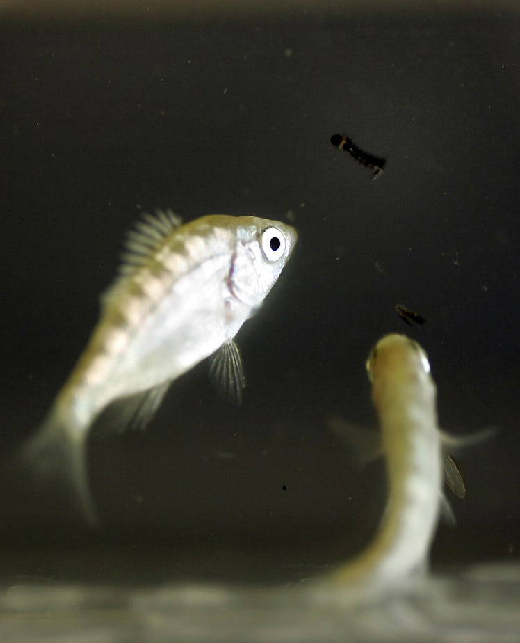 MOSQUITOFISH_001_LH.jpg  The Contra Costa Mosquito Abatement District has a lab where they are breed...