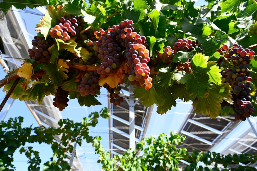 This picture taken on August 28, 2021 shows grapes in a parcel of a vineyard protected by a mobile u...