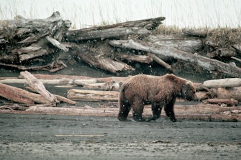 A brown bear walks along an oil-covered beach in Alaska, USA, after the Exxon Valdez oil spill, 1989...