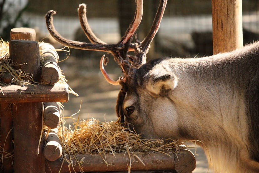 Santa's reindeer eat a varied diet including hay, oats, carrots, and apples.