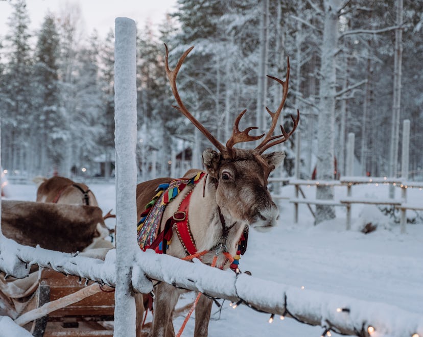 reindeer outdoors in snowy setting, what do they eat?