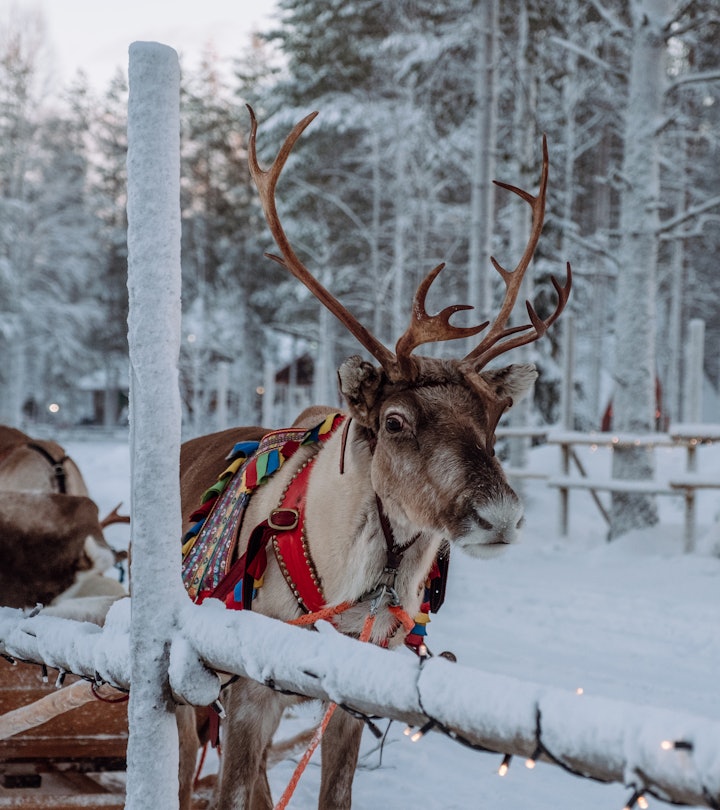 reindeer outdoors in snowy setting, what do they eat?