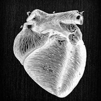 Antique illustration of human body anatomy: Heart