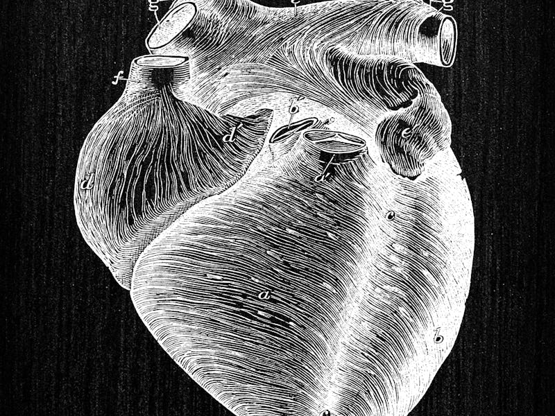 Antique illustration of human body anatomy: Heart