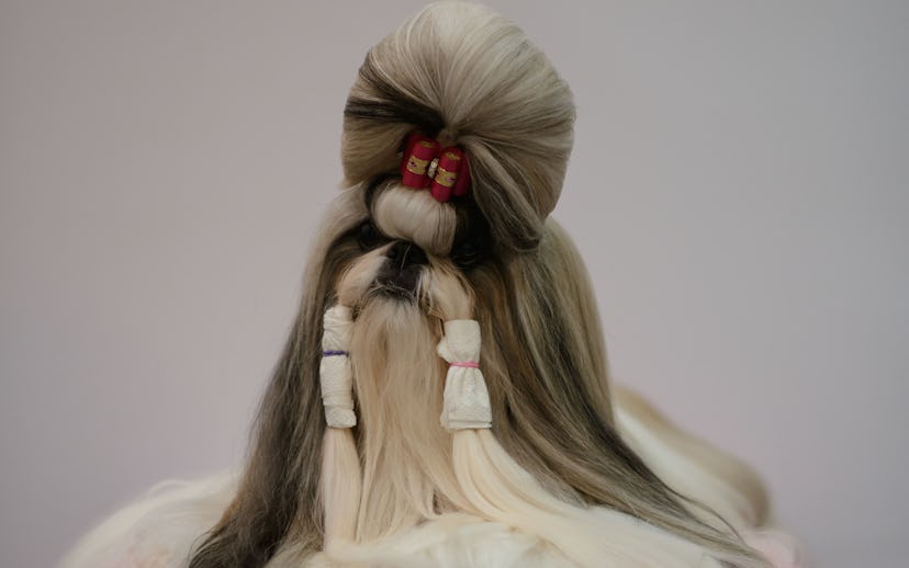 In a photo taken on August 30, 2014 a dog sits for a photo prior to a competition at a dog show in S...