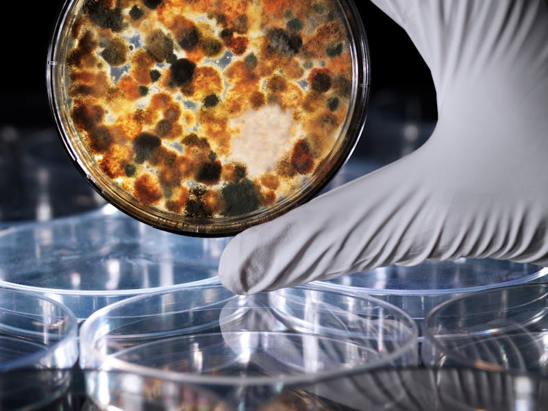 Mildew culture on agar plate from building biology indoor aerial sample. The petry dish with agar je...