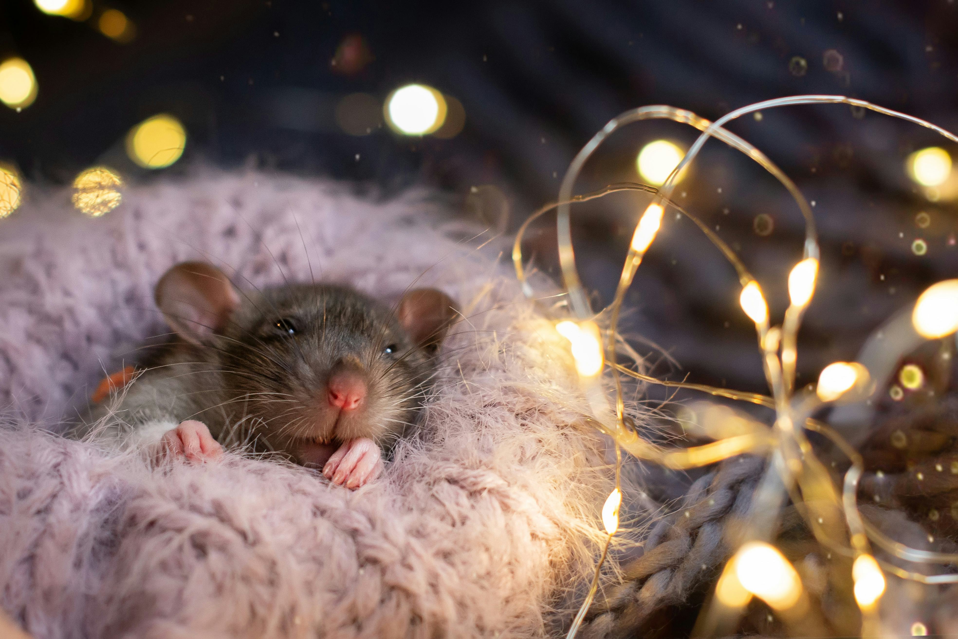 What Does It Mean When You Dream About Rats? An Expert Explains